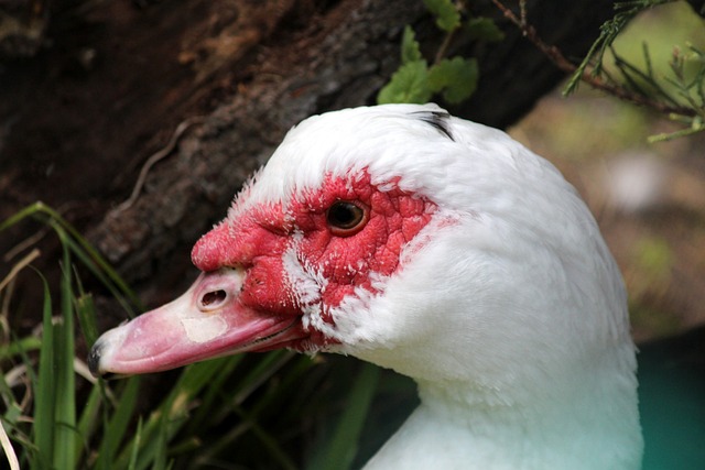 记者：利雅得新月希望签下萨拉赫，美职联的圣地亚哥也有意
